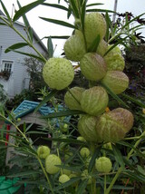20 Balls Seeds Perennial Hairy Ball Seed Perennial Fresh Gardening - $187.33 MXN