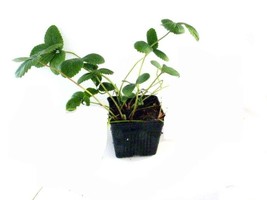 1 Potted Pineapple Strawberry Plant (Pineberry) Unique White Berry, June... - $33.95