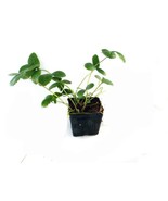 1 Potted Pineapple Strawberry Plant (Pineberry) Unique White Berry, June... - $47.10 CAD