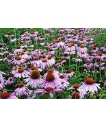 PURPLE CONEFLOWER SEED, 100+ SEEDS, ORGANIC, BEAUTIFUL PURPLE CONEFLOWERS - £2.38 GBP