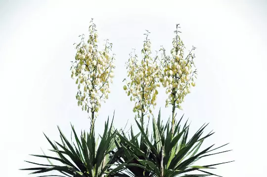 Yucca Glauca Soapweed Flower 20 Seeds Planting USA - £7.47 GBP