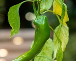 SDC Anaheim Sweet Chili Stuffing Variety Easy Grow - $14.20