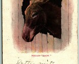 Hello Jack Donkey Head Through Wall Comic 1905 UDB Postcard G12 - $3.91