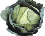 1000 Seeds Cabbage Seeds Early Jersey Wakefield Heirloom Non Gmo Fresh F... - £7.22 GBP