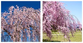 20 Seeds Weeping Higan Cherry Tree Japanese Prunus Subhirtella Pendula Pink - £25.52 GBP