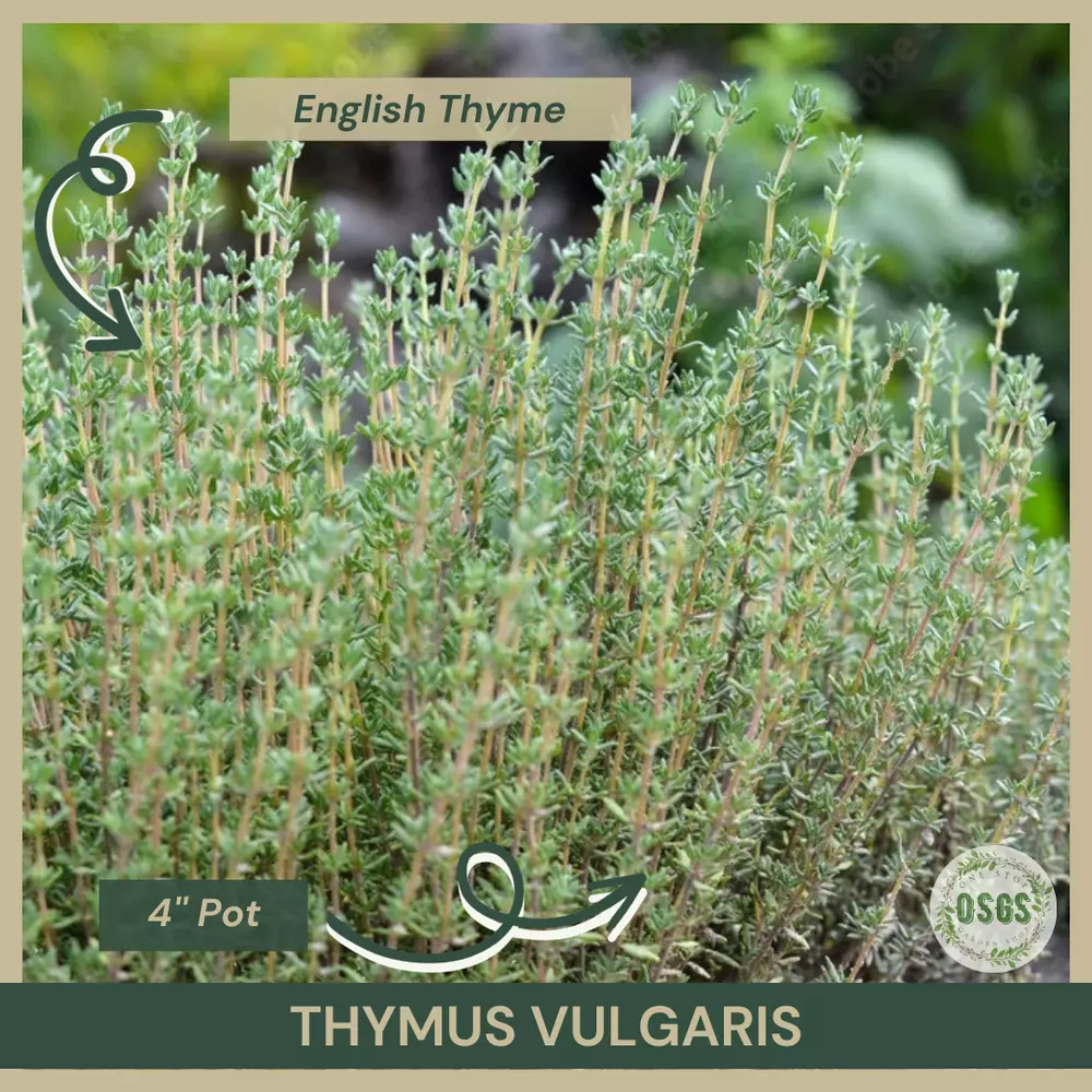 4&#39;&#39; Pot Thymus vulgaris English Thyme Showy Fragrant - $28.56