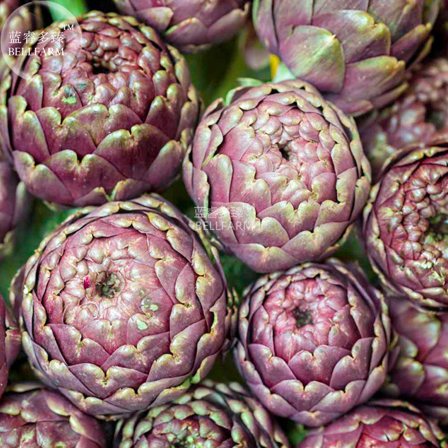 Artichoke Purple Violet De Provence Vegetable 4 Seeds - $4.99