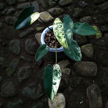 Philodendron Ilsemanii Variegated - £2,370.48 GBP