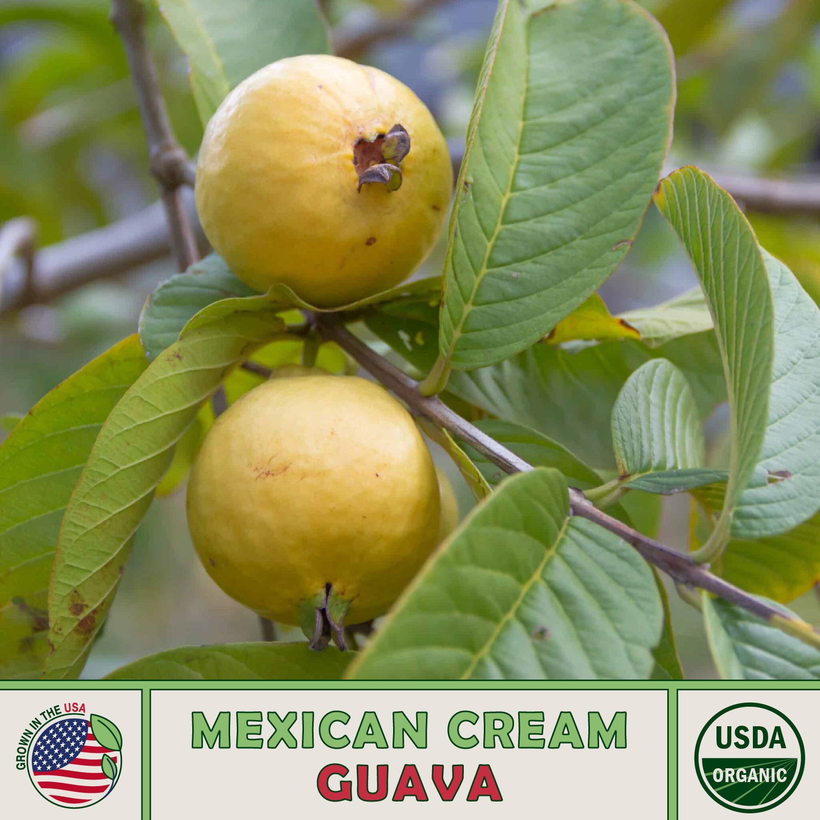 15 Organic Mexican Cream Guava Seeds Fresh Seeds - $4.68