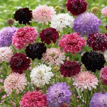 Pincushion Flower Scabiosa Mix Of Colors 100 Seed Pkt Garden Beautiful U... - $8.98