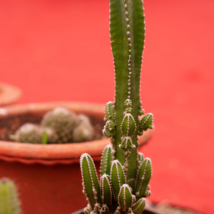 Acanthocereus Tetragonus Barbed Wire Cactus with White Flowers - 10 Seeds - $15.37