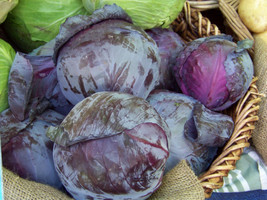 Cabbage Red Acre Purple Cabbage 93 Seeds Buy Us Usa  - £6.35 GBP