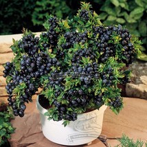 1 Professional pack 50 seeds  pack Blueberry Bush Seeds Vaccinium Corymb... - $4.99