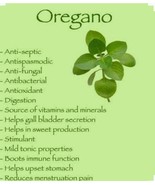 300 Italian Oregano Seeds -Non GMO-Open Pollinated- Organic - $4.00