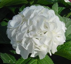 Starter Plant Hydrangea Macrophylla Princess Juliana - £19.90 GBP