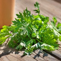 Wormwood Herb Heirloom Seeds Culinary Artemisia Absinthium Open Pollinated Nongm - $13.29