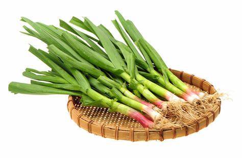 Red Root Leek, 1 BAG 500 Seeds D