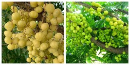 Big Phyllanthus acidus,Otaheite gooseberry grosella Live Fruit Tree - $101.99