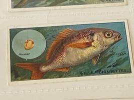 WD HO Wills Cigarettes Tobacco Trading Card 1910 Fish Bait Lure #48 Sea ... - $19.69