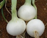 Onion Seeds 300 White Sweet Spanish Mild Vegetable Garden Non-Gmo - £7.29 GBP