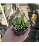 Trailing Jade| Weeping Jade | Trailing Succulent Trailing sedum | 2in pot - $9.60 CAD