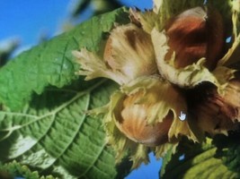 2 American Hazelnut (Filbert) Tree, 14+inch, Fast Growing Nut Shrub live... - £21.51 GBP