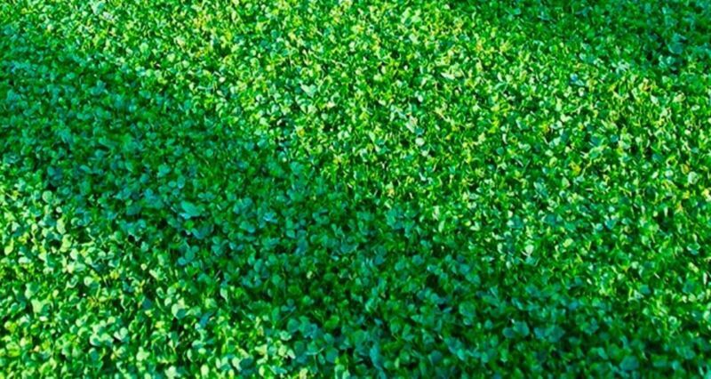 Micro Clover 500 Seeds Clover Seeds/Ground Cover Fast Shipping - $7.99