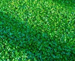 Micro Clover 500 Seeds Clover Seeds/Ground Cover Fast Shipping - $7.99