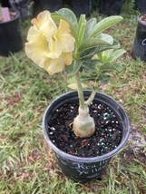 Adenium Obesum Desert Rose Grafted Plant Really Yellow - £27.69 GBP