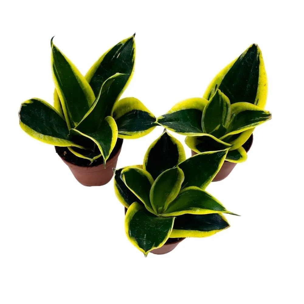 Black Gold Snake Plant 2 in Set of 3 Green Yellow Albomarginata Dwarf Rosette - £51.39 GBP