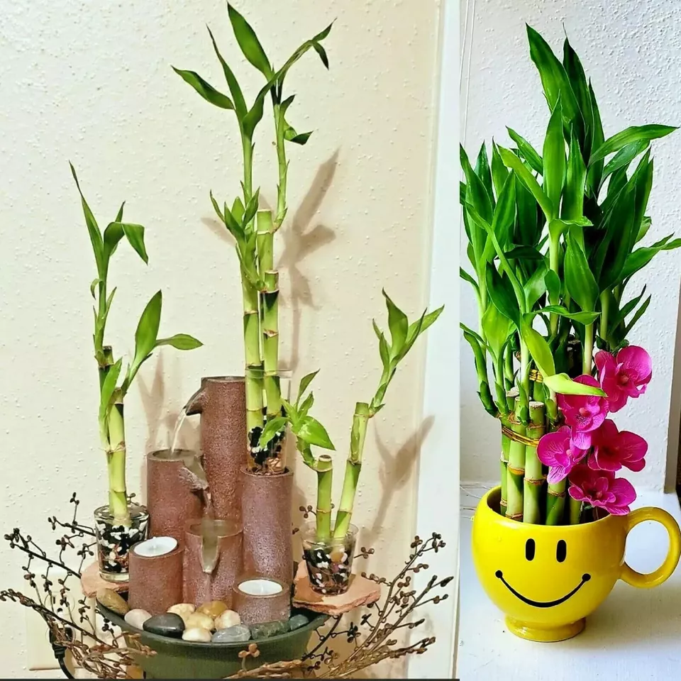 PSStore Lucky Bamboo Plant Feng Shui Gift Live Plant 7 Seeds Catalog - $10.67