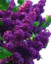 PWO Dark Purple Lilac 25 Seeds Tree Fragrant Flowers Perennial Flower  Us Seller - £5.66 GBP