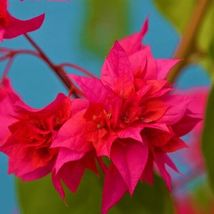 Patb Rare Double Red Bougainvillea "Small" Well Rooted Starter Plant - £23.82 GBP
