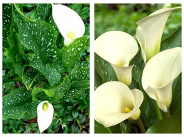 Calla Lily Snow Storm Zantedeschia Florist Favorite 14/16cm Bulb Fresh G... - £27.93 GBP