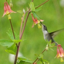 US Seller Aquilegia Canadensis Canadian Eastern Red Columbine 50 Seeds F... - £12.08 GBP