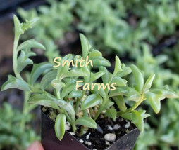 HS  30+ Seeds String Of Dolphins Succulent Cactus Plant Garden Cacti - $123.31 MXN