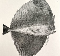 The Eyed Pteraclis Fish 1887 Wood Engraving Victorian Art DWEE29 - £15.70 GBP