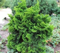 ( 3 ) Dwarf Hinoki Cypress ( nana gracilis ) - 4 Inch Pot ( Pack of 3 plants ) - £104.41 GBP