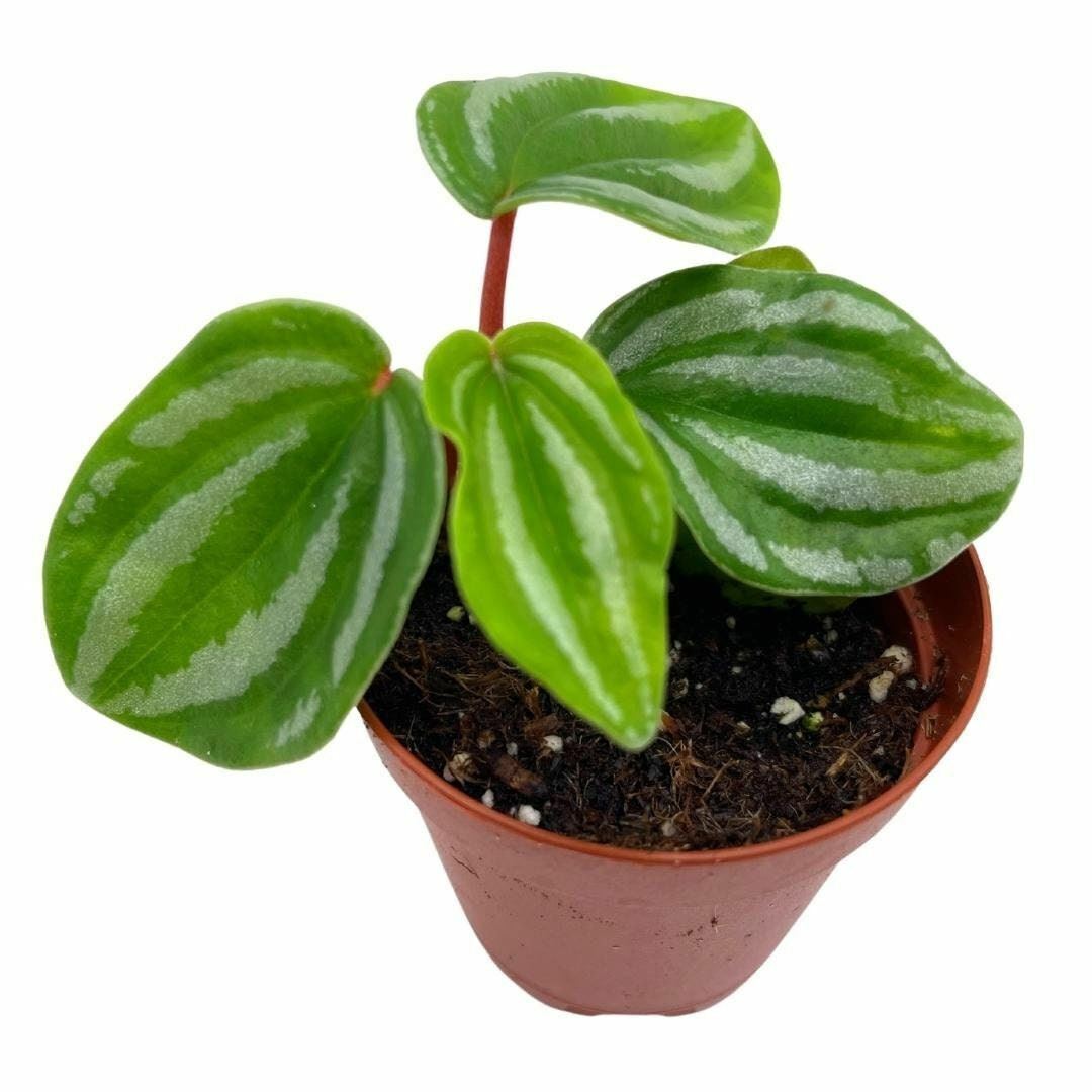 Primary image for Peperomia Mini Watermelon, 2 inch verschaffeltii, Steves Leaves, Rare Pep