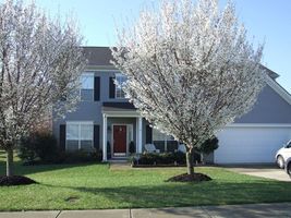 Snowgoose Flowering Cherry Tree image 2