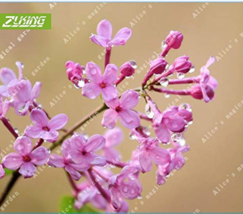 60pcs Lilac Flowers Syzygium Aromaticum Flower Plants Natural Green Flowers - £7.05 GBP