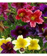 KKG Painted Tongue Seeds 500 Salpiglossis Fresh Garden - €8,58 EUR