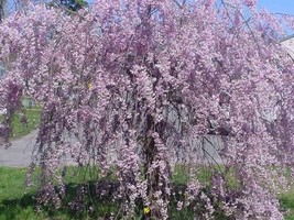 5 Purple Willow Seeds Tree Weeping Flower Giant Full Landscape Garded Yard 114 G - £11.84 GBP