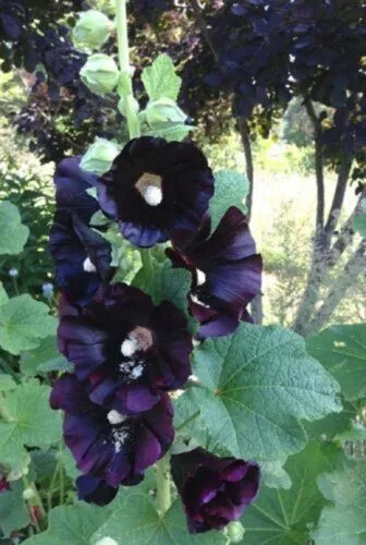25 Dark Black Purple Hollyhock Seeds Perennial Seed Garden - £6.39 GBP