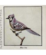 Blue Jay Bird Print 1931 Blue Book Birds Of America Animal Corvids Art P... - €21,41 EUR