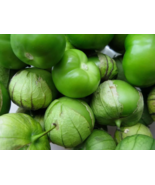 SD 50 Seedsgrande Rio Verde Tomatillo, Nongmo  Garden Seeds - $7.99
