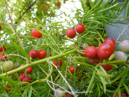 ASPARAGUS SPRENGERI shrub fragrant flowering FERN bush bird atract seed 20 seeds - £7.07 GBP