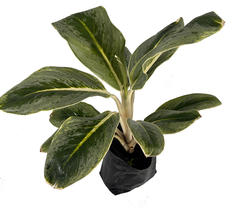 Aglaonema King of Siam by LEAL PLANTS ECUADOR| Evergreen Live Indoor Plant - £18.08 GBP