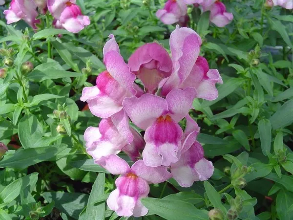 Snapdragon Seeds Snapdragon Snappy Orchid 50 Seeds - $14.14