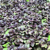 Simple Pack 1500 seed Microgreen Basil Dark Opal Micro Herb Basil Dark Opal x - £6.28 GBP